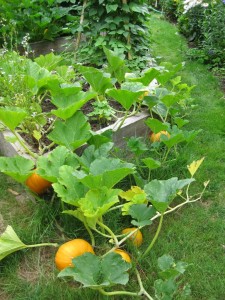 A garden with several plants and pumpkins.