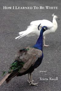 Two peacocks are standing on the street together.